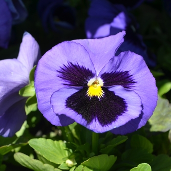 Viola x wittrockiana Inspire® DeluXXe™ 'Blue Surprise'