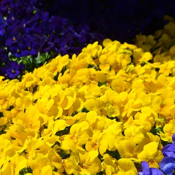 Viola cornuta 'Yellow' 