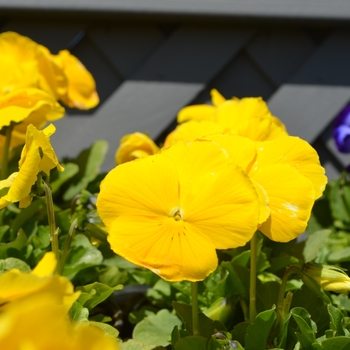 Viola x wittrockiana 'Plus Yellow' 