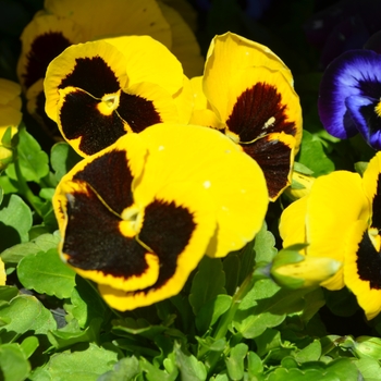 Viola x wittrockiana 'Plus Yellow Blotch' 
