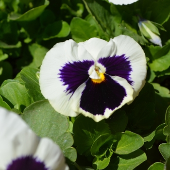 Viola x wittrockiana 'Plus White Blotch' 