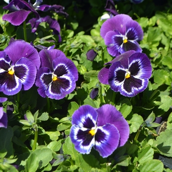 Viola x wittrockiana 'Plus Violet Face' 