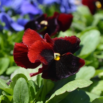 Viola x wittrockiana 'Plus Red Blotch' 