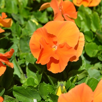 Viola x wittrockiana 'Plus Orange' 