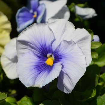 Viola x wittrockiana Inspire® 'Plus Metallic Blue Blotch'