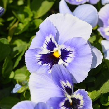 Viola x wittrockiana 'Plus Marina' 