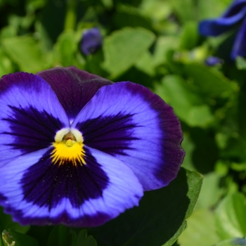 Viola x wittrockiana 'Plus Blue Velvet' 