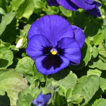 Viola x wittrockiana 'Plus Blue Blotch' 