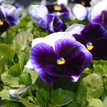 Viola x wittrockiana 'Plus Beaconsfield' 