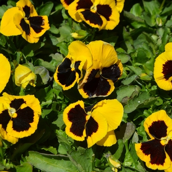 Viola x wittrockiana 'Yellow Blotch' 