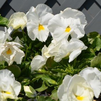 Viola x wittrockiana 'White' 