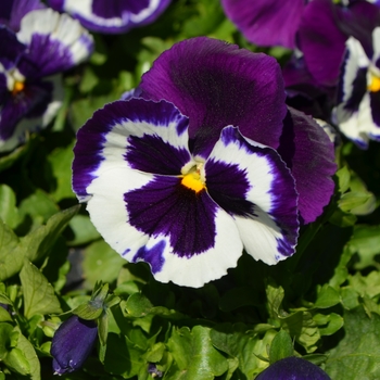 Viola x wittrockiana 'White Violet Wing' 