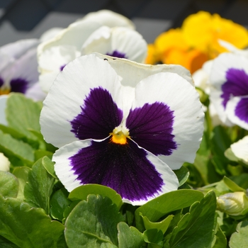 Viola x wittrockiana 'White Blotch' 