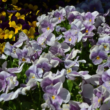 Viola cornuta 'Pink Surprise' 