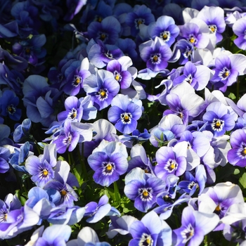 Viola cornuta 'Marina' 