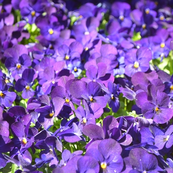 Viola cornuta 'Deep Blue' 
