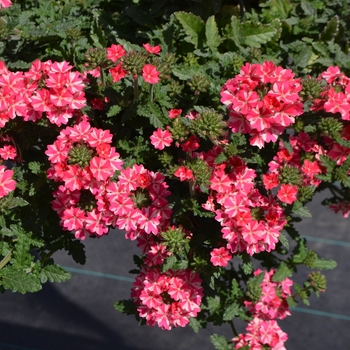 Verbena x peruviana Samira® 'Rose Star'