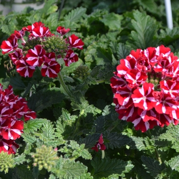 Verbena x peruviana Samira® 'Deep Red Star'