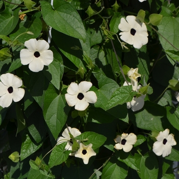 Thunbergia alata 'White Halo' 