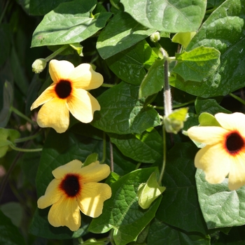 Thunbergia alata Arizona 'Terracotta'