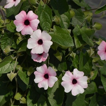 Thunbergia alata 'Pink Beauty' 