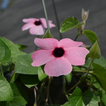 Thunbergia alata Arizona 'Rose Sensation'