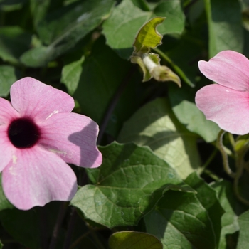 Thunbergia alata 'Rose Sensation' 