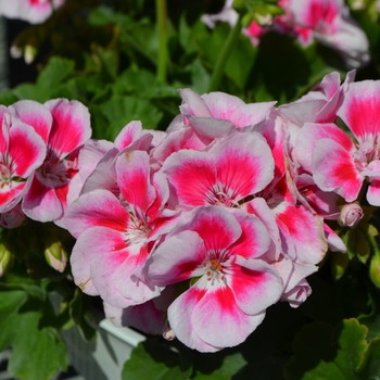 Pelargonium x hortorum 'Classic White Splash' 