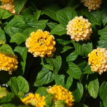 Lantana camara Esperanta® 'Yellow'