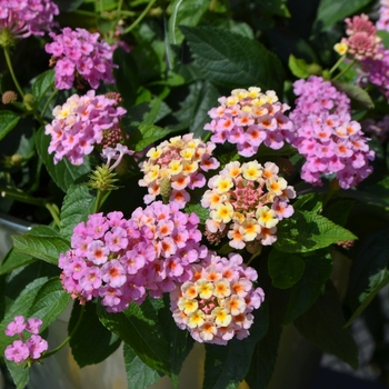 Lantana camara 'Pink' 