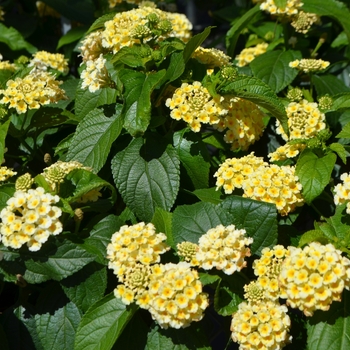 Lantana camara 'Lemon' 