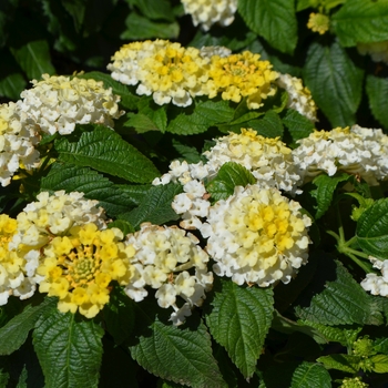 Bandana Cherry Lantana (Lantana camara 'Bante Cheria') in