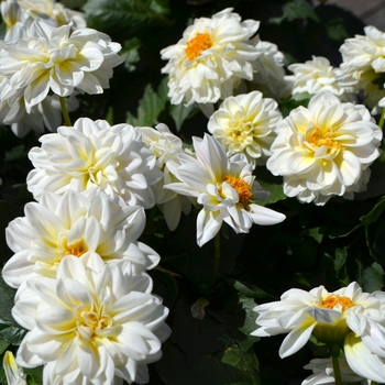 Dahlia x hortensis Lubega® Power 'White'