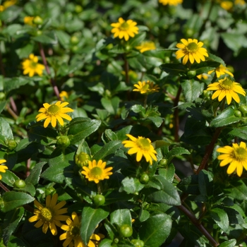 Sanvitalia procumbens 'Solaris® Table' 