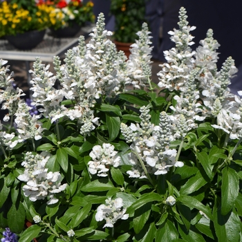 Salvia farinacea 'White' 