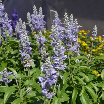 Salvia farinacea Farina® 'Silver Blue'