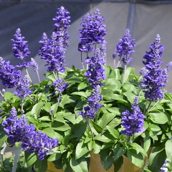 Salvia farinacea 'Blue' 