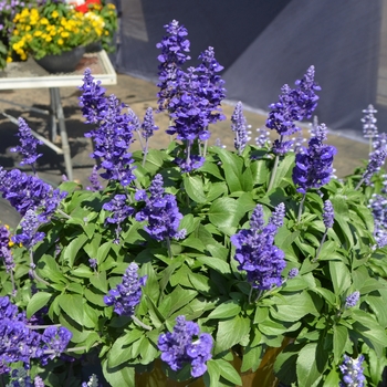 Salvia farinacea 'Blue Bicolor' 