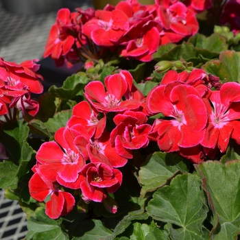 Pelargonium x hortorum Grandeur® Dark 'Dark Strawberry'