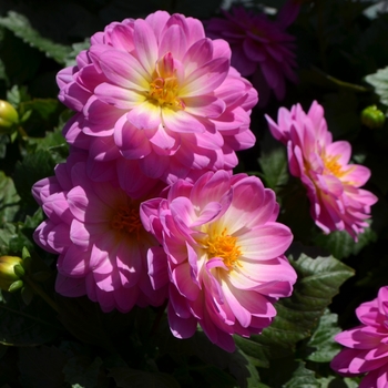 Dahlia x hortensis Lubega® Power 'Rose Bicolor'