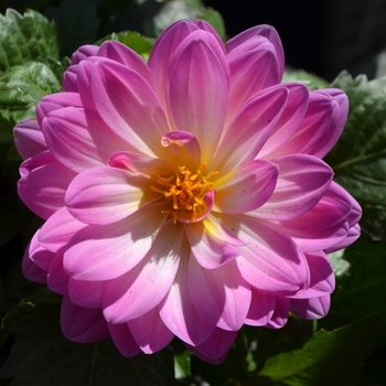 Dahlia x hortensis Lubega® Power 'Rose Bicolor'