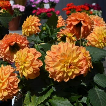 Dahlia x hortensis 'Orange' 