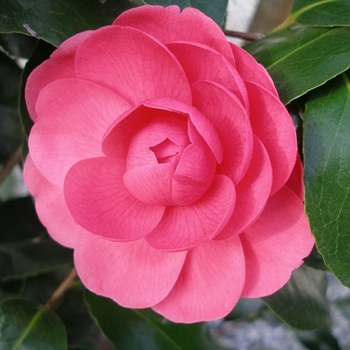 Camellia japonica 'Jack's Variegated' 