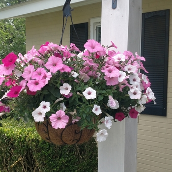 Combination Planter 'Above and Beyond'