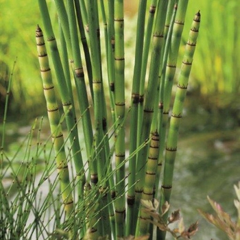 Equisetum japonica