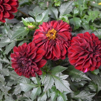 Dahlia 'Devi' 