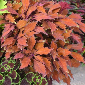 Coleus 'UF9837' PP27077