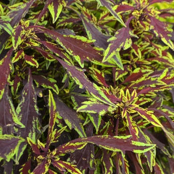 Coleus Flame Thrower™ 'Chipotle'