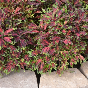 Coleus 'Chili Pepper' 'UF81920' PP27028