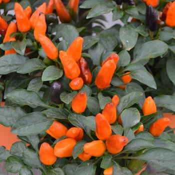 Capsicum annuum 'Zamora Orange' 